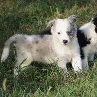 Orca, a male Border Collie for sale in Douglass, KS – 2 of 7