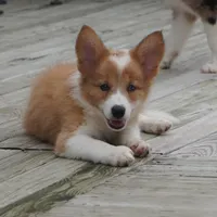 Nutmeg, a male Border Collie for sale in Douglass, KS – 4 of 4