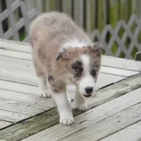 Titan, a male Border Collie for sale in Douglass, KS – 3 of 3