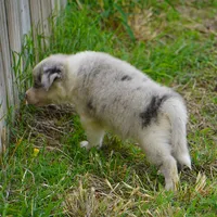 Typhoon, a male Border Collie for sale in Douglass, KS – 3 of 4