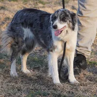 Venom, a female Border Collie for sale in Douglass, KS – Photo 1 of 4