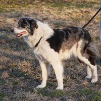 Venom, a female Border Collie for sale in Douglass, KS – Photo 4 of 4