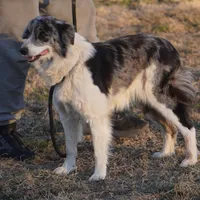 Venom, a female Border Collie for sale in Douglass, KS – Photo 2 of 4