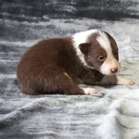 Timber, a male Border Collie for sale in Douglass, KS – Photo 3 of 3