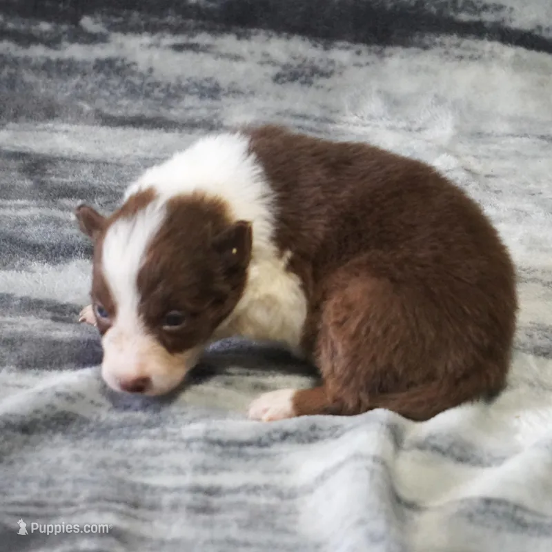 Timber – Border Collie puppy for sale in Douglass, KS
