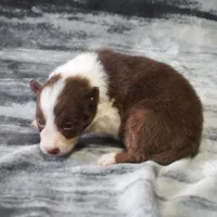 Timber, a male Border Collie for sale in Douglass, KS – Photo 1 of 3