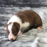Timber, a male Border Collie for sale in Douglass, KS – Photo 2 of 3