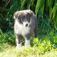 Cascade, a male Border Collie for sale in Douglass, KS – 2 of 8