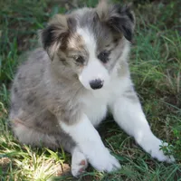 Nomad, a male Border Collie for sale in Douglass, KS – 7 of 7