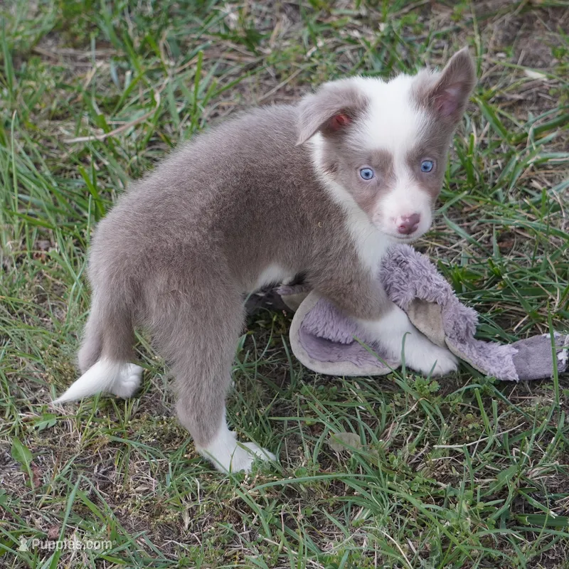 Torque – Border Collie puppy for sale in Douglass, KS
