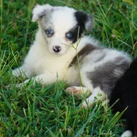 Osaka, a female Border Collie for sale in Douglass, KS – 1 of 2
