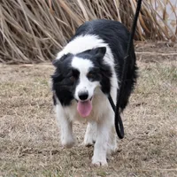 Orlando, a male Border Collie for sale in Douglass, KS – 9 of 9