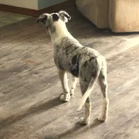 Orca, a male Border Collie for sale in Douglass, KS – 8 of 8