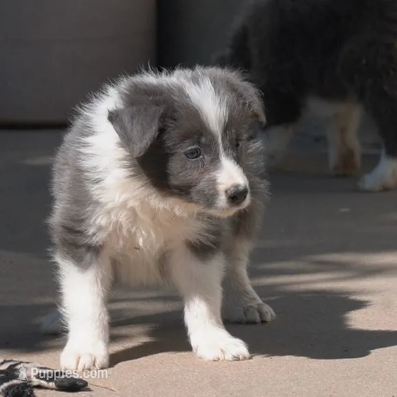 Colt – Border Collie puppy for sale in Douglass, KS