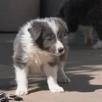Colt, a male Border Collie for sale in Douglass, KS – 1 of 10