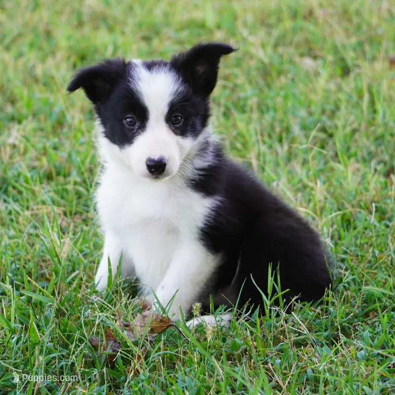 Isla – Border Collie puppy for sale in Douglass, KS