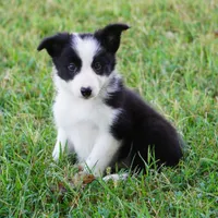 Isla, a female Border Collie for sale in Douglass, KS – 1 of 6