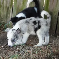 Orca, a male Border Collie for sale in Douglass, KS – 3 of 7
