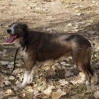 Valor, a male Border Collie for sale in Douglass, KS – 1 of 2