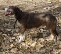 Valor, a male Border Collie for sale in Douglass, KS – 2 of 2