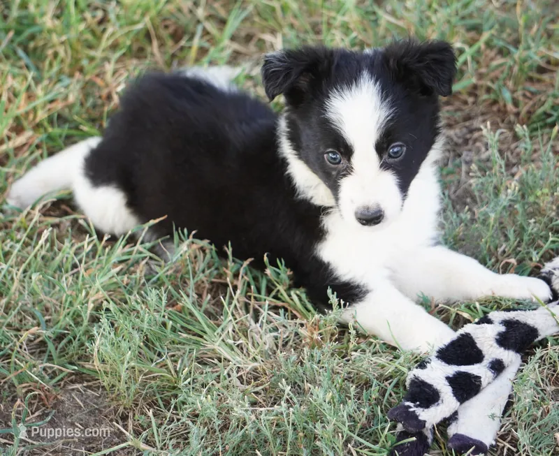 Orlando – Border Collie puppy for sale in Douglass, KS