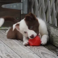 Tatum, a female Border Collie for sale in Douglass, KS – 3 of 7