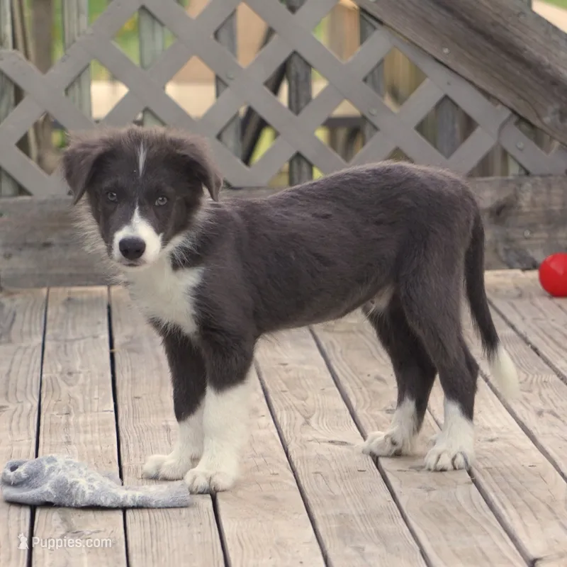Cascade – Border Collie puppy for sale in Douglass, KS