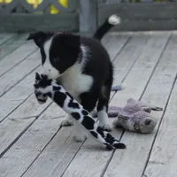 Tilly, a female Border Collie for sale in Douglass, KS – 7 of 7