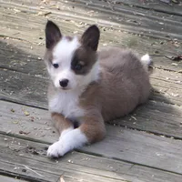 China, a female Border Collie for sale in Douglass, KS – Photo 7 of 7