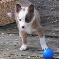 China, a female Border Collie for sale in Douglass, KS – Photo 5 of 7