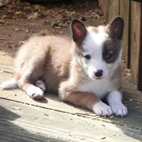 China, a female Border Collie for sale in Douglass, KS – Photo 2 of 7