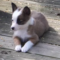 China, a female Border Collie for sale in Douglass, KS – Photo 6 of 7