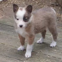 China, a female Border Collie for sale in Douglass, KS – Photo 1 of 7