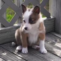 China, a female Border Collie for sale in Douglass, KS – Photo 4 of 7
