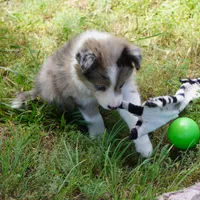 Nimbus, a male Border Collie for sale in Douglass, KS – 2 of 3