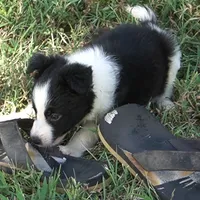 Orlando, a male Border Collie for sale in Douglass, KS – 3 of 9