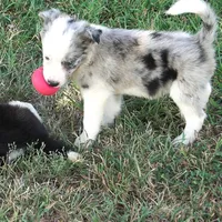 Orca, a male Border Collie for sale in Douglass, KS – 5 of 8