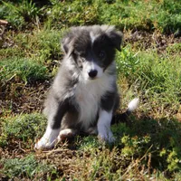 Cascade, a male Border Collie for sale in Douglass, KS – 5 of 7