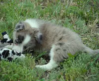 Titan, a male Border Collie for sale in Douglass, KS – 3 of 5