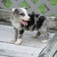 Ocean, a female Border Collie for sale in Douglass, KS – 3 of 4