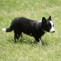 Namoura, a female Border Collie for sale in Douglass, KS – 4 of 7