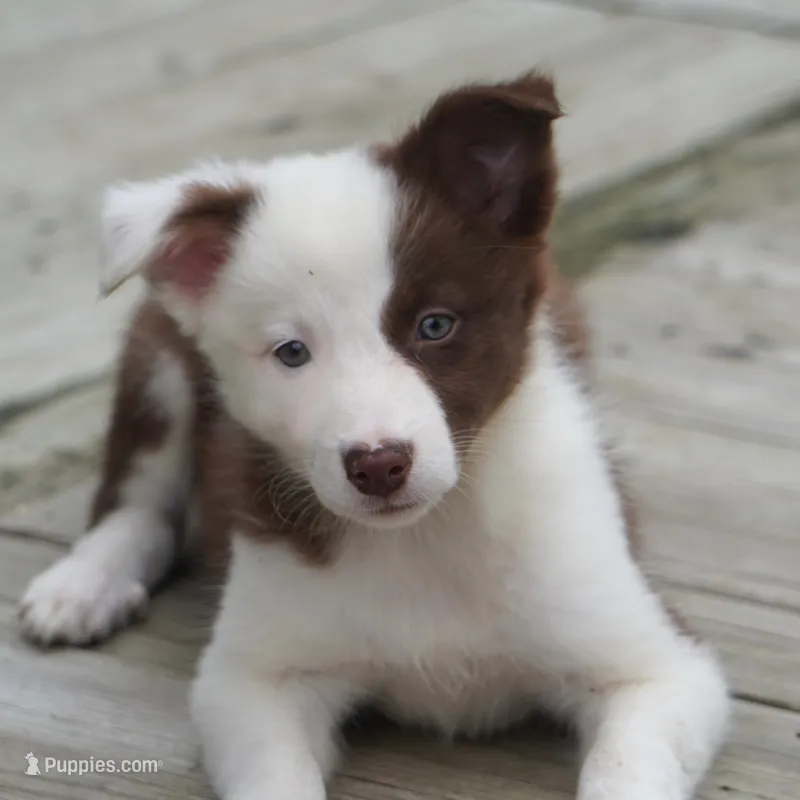 Tatum – Border Collie puppy for sale in Douglass, KS