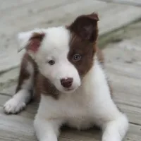 Tatum, a female Border Collie for sale in Douglass, KS – 1 of 7