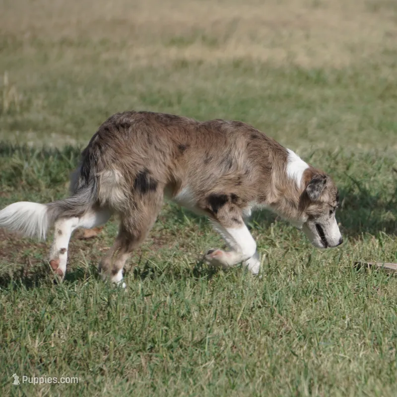Titan – Border Collie puppy for sale in Douglass, KS