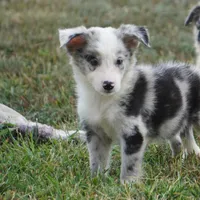 Ocean, a female Border Collie for sale in Douglass, KS – 3 of 7