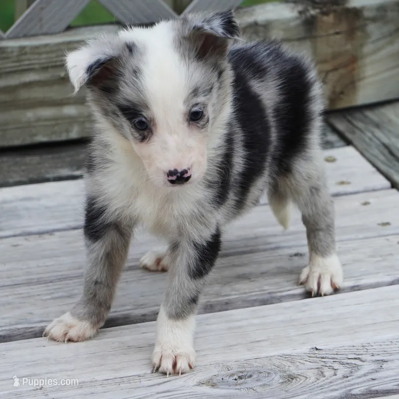 Ocean – Border Collie puppy for sale in Douglass, KS