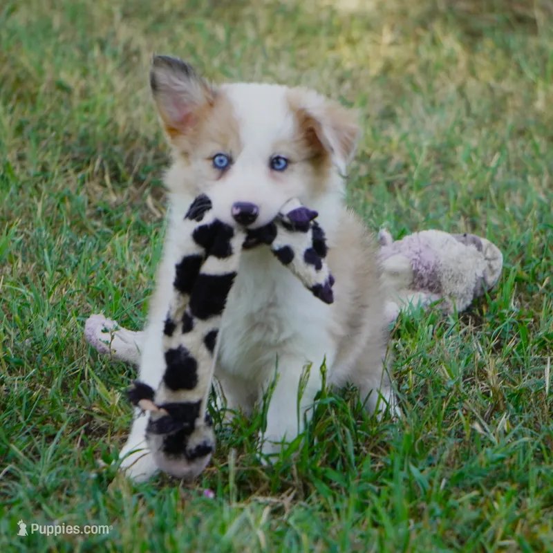 Icarus – Border Collie puppy for sale in Douglass, KS