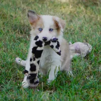 Icarus, a male Border Collie for sale in Douglass, KS – 1 of 7