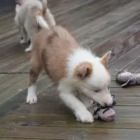 Talon, a female Border Collie for sale in Douglass, KS – 1 of 8
