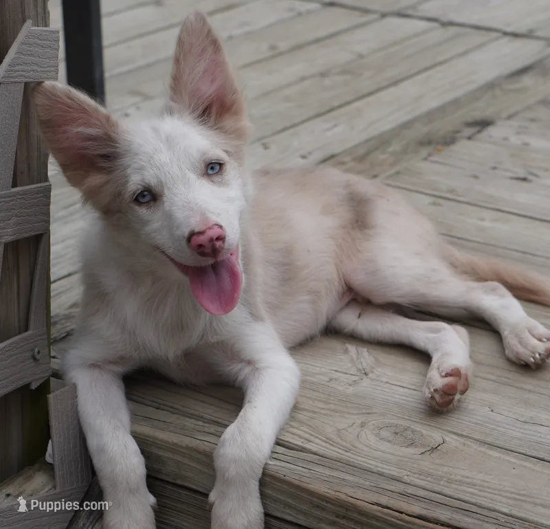 Trevor – Border Collie puppy for sale in Douglass, KS
